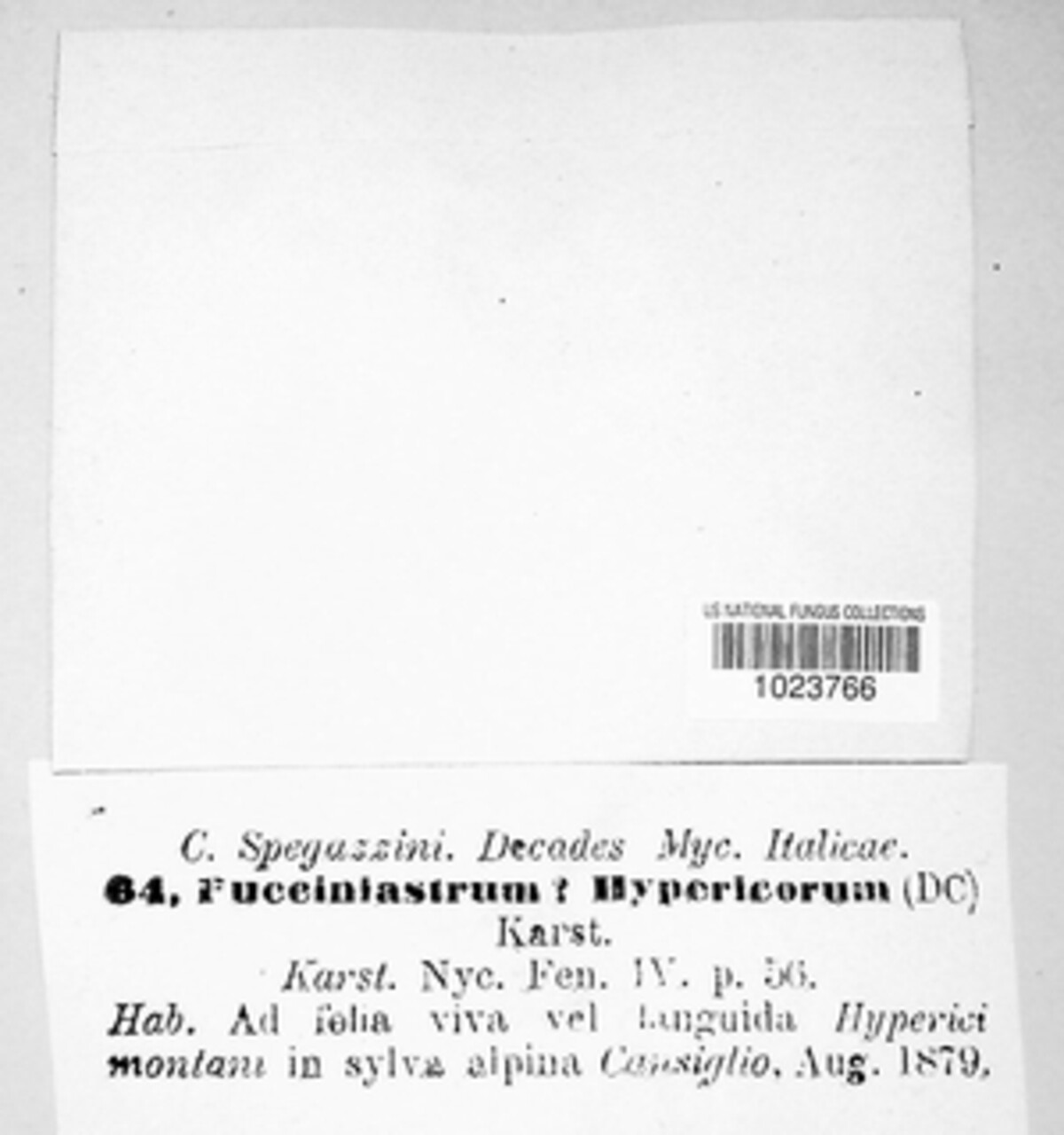 Pucciniastrum hypericorum image